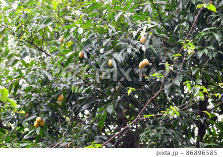 Plango or Marian plum on tree, Fruit harvest Plango or Marian plum on tree, Fruit harvest 86896585