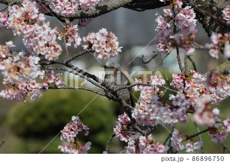 桜の花の蜜を求めてヒヨドリがやって来た 86896750
