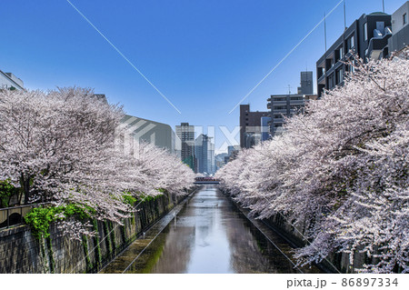 東京都　目黒川　満開の桜　目黒新橋方面 86897334
