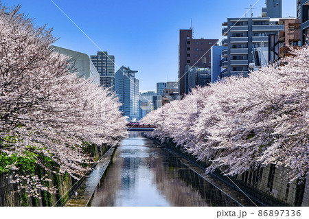 東京都 目黒川 満開の桜 目黒新橋方面 東京都 目黒川 満開の桜 目黒新橋方面 86897336