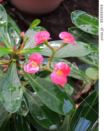 ハナキリン(花麒麟) Euphorbia milii ハナキリン(花麒麟) Euphorbia milii 86898468