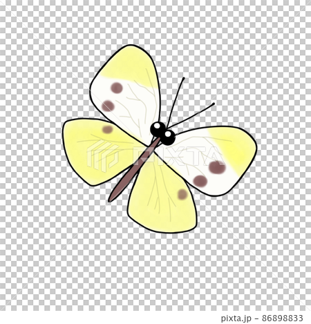 Butterfly illustration 86898833