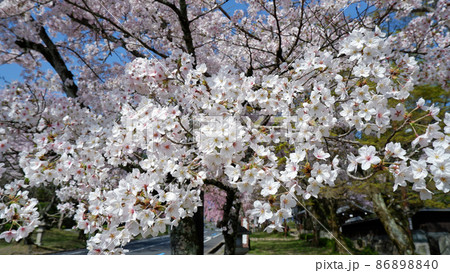 春の日吉馬場 満開の桜 春の日吉馬場 満開の桜 86898840