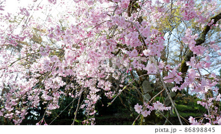 春の日吉馬場　満開の桜 86898845