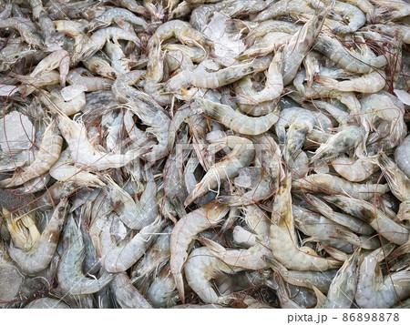 Fresh shrimp prawns for sale in the market seafood restaurant, raw shrimps on ice Fresh shrimp prawns for sale in the market seafood restaurant, raw shrimps on ice 86898878