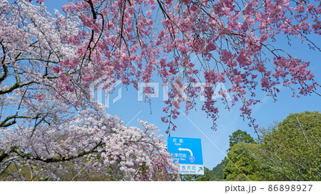 春の日吉馬場　満開の桜 86898927