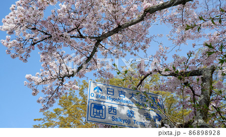 春の日吉馬場　満開の桜 86898928