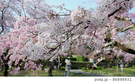 春の日吉馬場　満開の桜 86898931