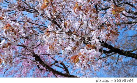 春の日吉馬場　満開の桜 86898934