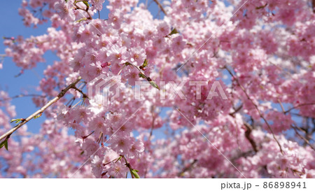 春の日吉馬場　満開の桜 86898941