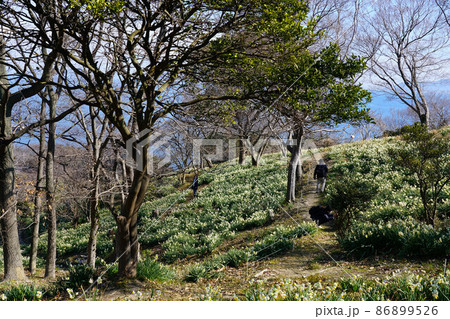 岡山県最南端・六島に咲く水仙と瀬戸内海の風景3　岡山県笠岡市 86899526
