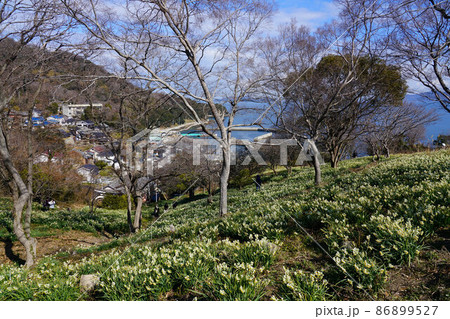 岡山県最南端・六島に咲く水仙と前浦集落の風景1 岡山県笠岡市 岡山県最南端・六島に咲く水仙と前浦集落の風景1 岡山県笠岡市 86899527