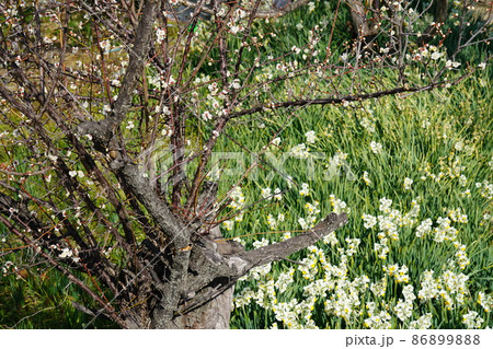 岡山県最南端・六島に咲く水仙と白梅の古木2　岡山県笠岡市 86899888