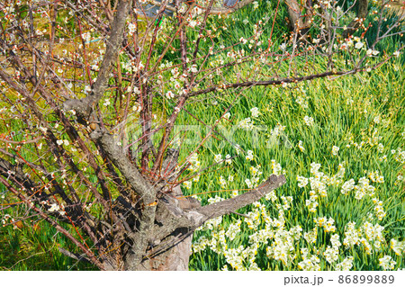 岡山県最南端・六島に咲く水仙と白梅の古木3 岡山県笠岡市 岡山県最南端・六島に咲く水仙と白梅の古木3 岡山県笠岡市 86899889