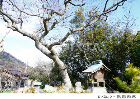 岡山県最南端・六島の老木と祠　岡山県笠岡市 86899890