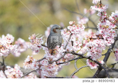 桜の花に囲まれてご満悦のひよどり 桜の花に囲まれてご満悦のひよどり 86900463