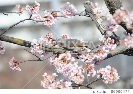 水月公園の木でよく見かける野鳥のヒヨドリ 水月公園の木でよく見かける野鳥のヒヨドリ 86900474
