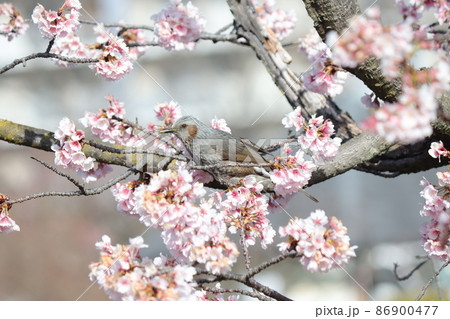 飛ぶのに適したスリムな体型のひよどり 飛ぶのに適したスリムな体型のひよどり 86900477