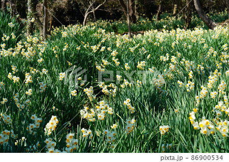 岡山県最南端・六島に咲く水仙の花畑　岡山県笠岡市 86900534
