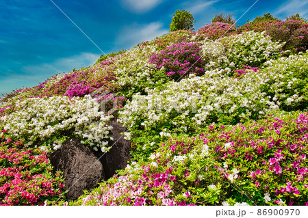 つつじまつり 86900970