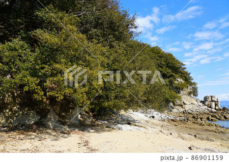 岡山県最南端・六島の打越の浜のウバメガシ 岡山県笠岡市 岡山県最南端・六島の打越の浜のウバメガシ 岡山県笠岡市 86901159