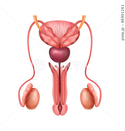 Male Reproductive System Composition 86901261