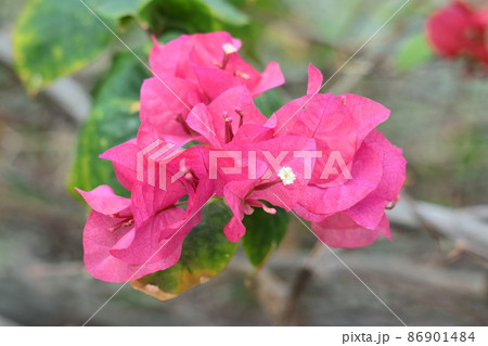 南国らしさあふれる花 86901484