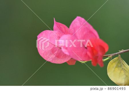 南国らしさあふれる花 86901493