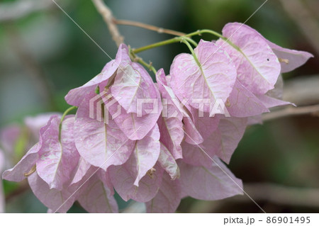 南国らしさあふれる花 86901495