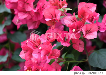 南国らしさあふれる花 86901644