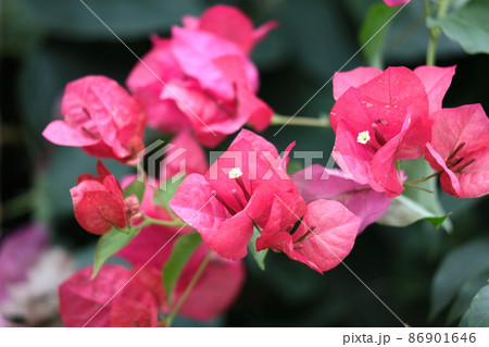 南国らしさあふれる花 86901646