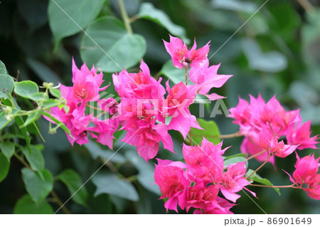 南国らしさあふれる花 86901649