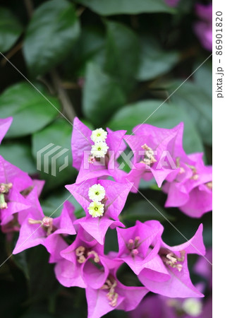 南国らしさあふれる花 86901820