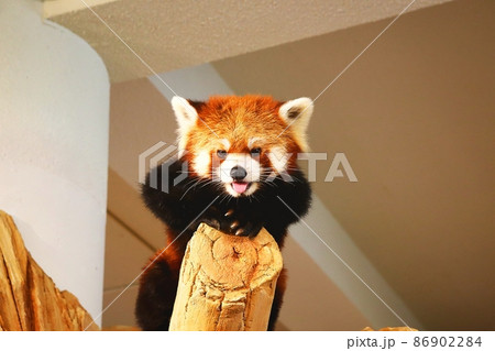 レッサーパンダ 86902284