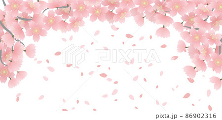 グラデーションが美しいリアルな満開の桜 透過背景素材のイラスト素材