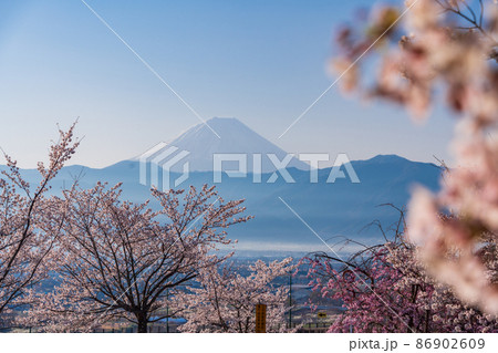 （山梨県）桃花橋公園ループ橋の桜と富士山 86902609