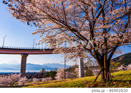 (山梨県)桃花橋公園ループ橋の桜と富士山 (山梨県)桃花橋公園ループ橋の桜と富士山 86902620