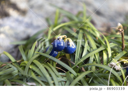 リュウノヒゲの実 86903339