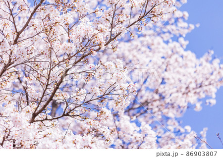 桜の花 86903807