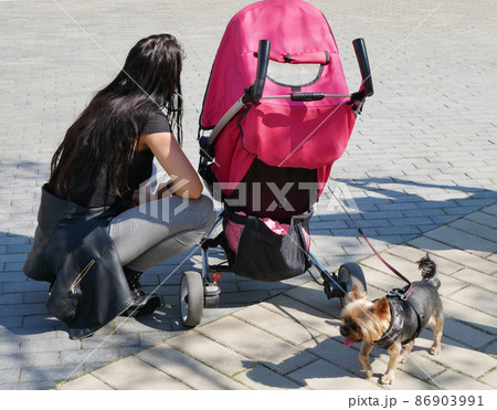 Woman with a baby carriage and a dog 86903991