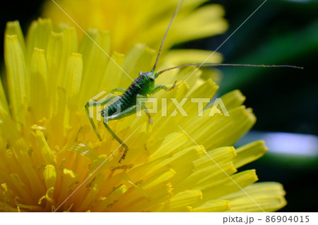 タンポポの上のヤブキリ 11 86904015