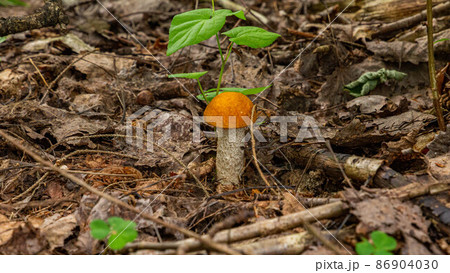 A small boletus growing from under the leaves in the forest A small boletus growing from under the leaves in the forest 86904030