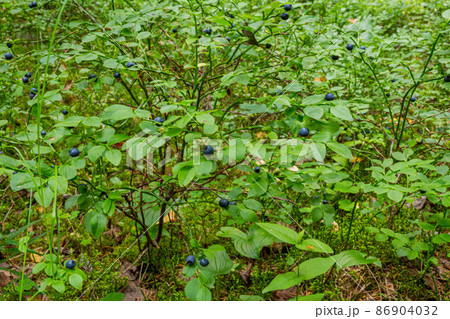 Blueberry bushes covered with berries in summer in deciduous forest Blueberry bushes covered with berries in summer in deciduous forest 86904032