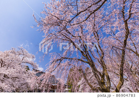 （山梨県）南アルプス市、妙了寺の桜 86904783