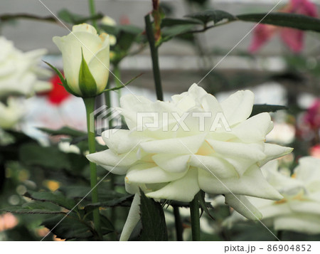 ローズヒルあまがせのバラ　ローズ・ユミ　大分県日田市天瀬町五馬市 86904852