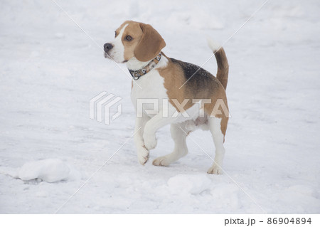 English beagle puppy is standing on a white snow. 86904894