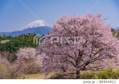 （山梨県）南アルプス市の果樹園から富士山を望む 86904921