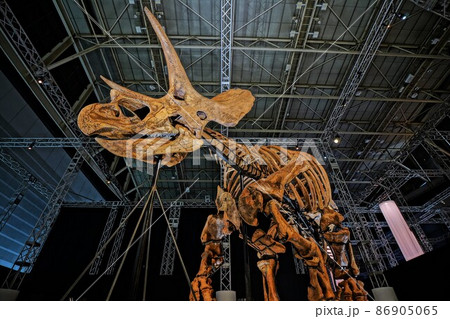 恐竜の化石の展示（トリケラトプス） 86905065