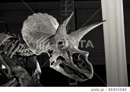 恐竜の化石の展示（トリケラトプス） 86905080