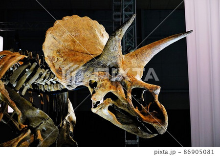 恐竜の化石の展示（トリケラトプス） 86905081